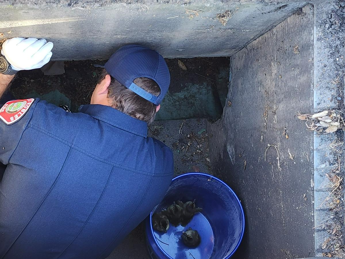 Paso Robles firefighter Christopher Seyle rescues 13 ducklings who fell into a storm drain at Niblick and Creston roads on April 13, 2023.