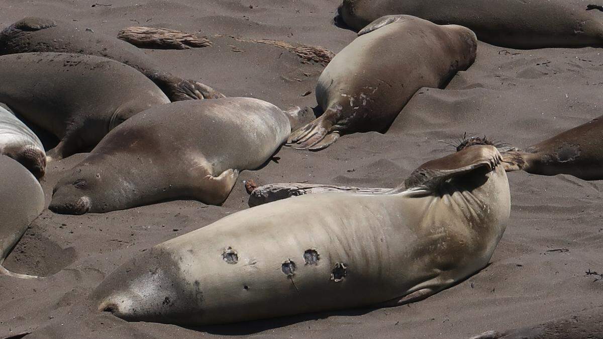 This female elephant seal’s skin is starting to molt around one of her teats and at three cookie-cutter shark scars. 