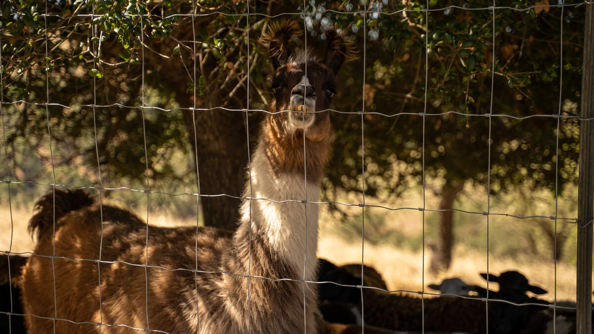 A llama and herd of sheep from the nearby AmByth Estate graze on the other side of the fence of a neighboring property for sale at 705 Sequoia Lane on Wednesday, June 10, 2026. The herd grazes from both properties in the months between harvests.