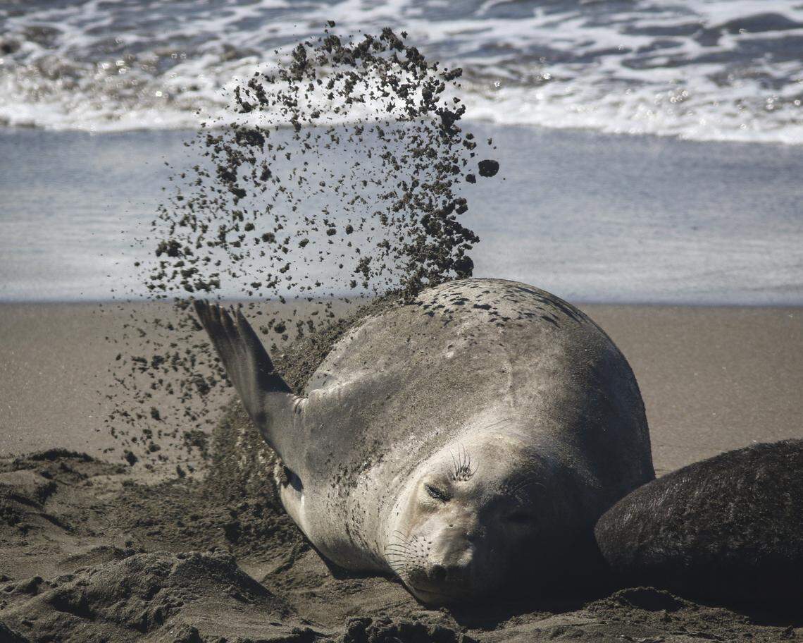 An adult female elephant seal throws sand on her back near the Piedras Blancas Lighthouse on March 3, 3036. The females are leaving behind weaned pups who will learn to swim in the near-shore waters.