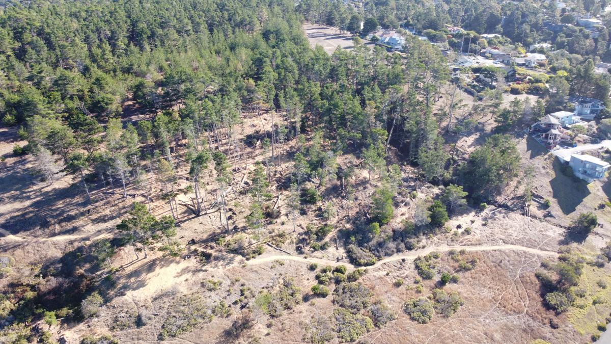 A photo taken on October 27 of the ravine area after the extensive tree work was done.