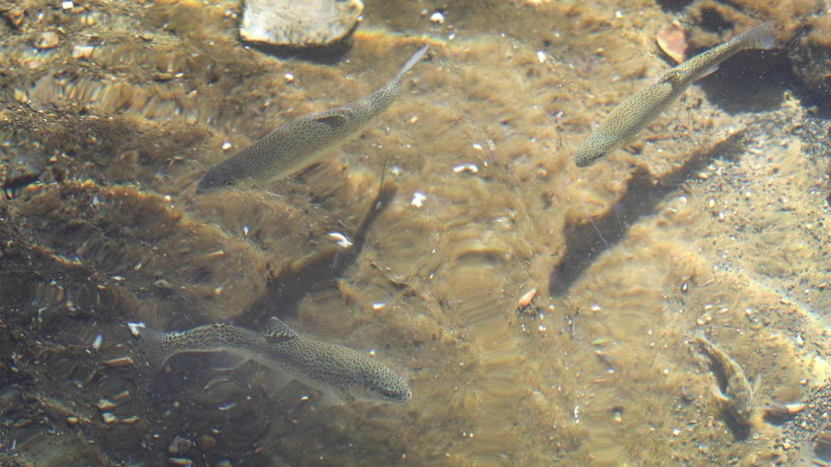 Steelhead swim in a pool in Mission Plaza on Oct. 23, 2024.