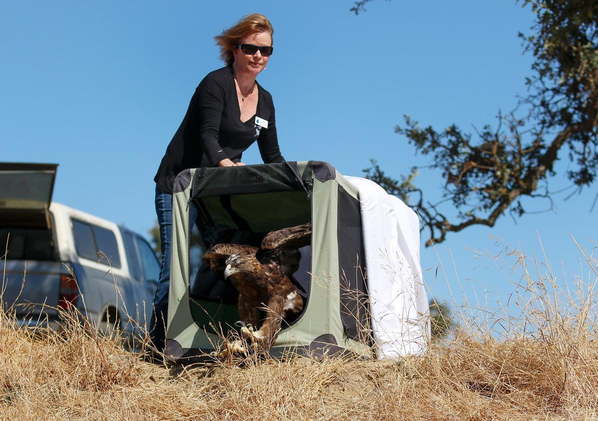 Pacific Wildlife Care released a rehabilitated golden eagle into the wild at Santa Margarita Ranch on Thursday, Aug. 29, 2024.