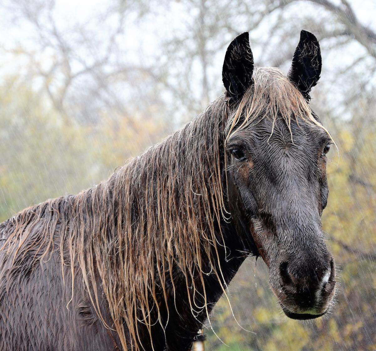 PG&E meteorologist John Lindsey shot this photo of a horse in the rain.