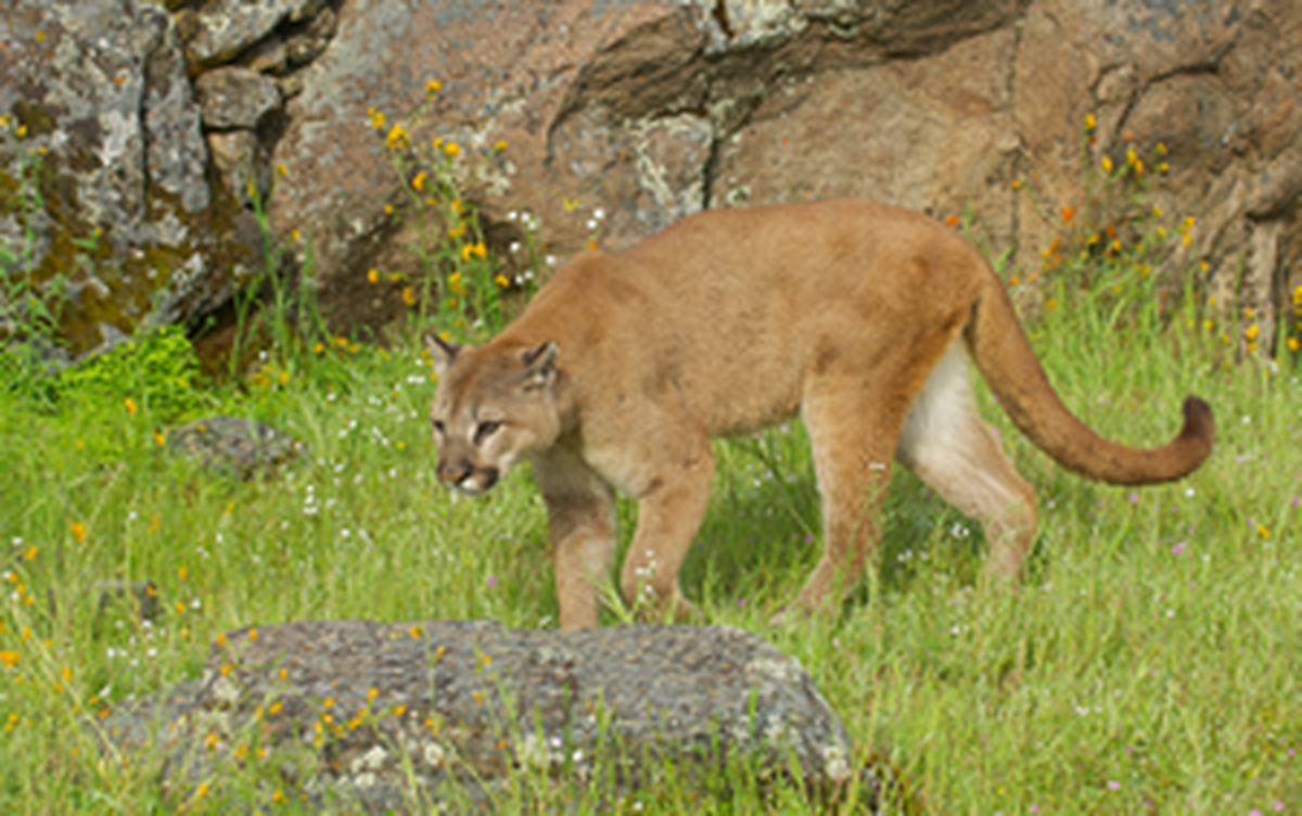 A mountain lion was reportedly roaming around the Laguna Lake neighborhood and the Irish Hills Open Space in San Luis Obispo.
