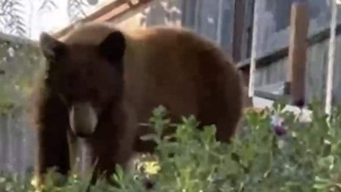 A bear strolled through an Arroyo Grande yard on April 22, 2026.