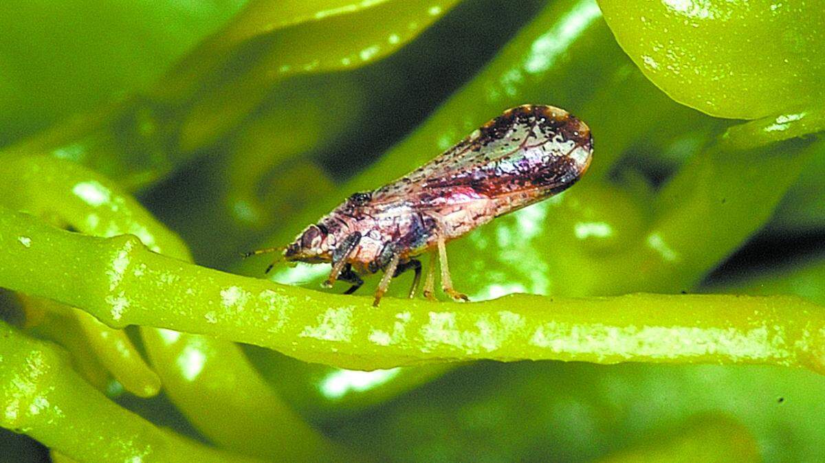 In this undated file photo provided by the California Department of Food and Agriculture shows an Asian citrus psyllid (Diaphorina citri), an insect about one-eighth of an inch long.  An Asian Citrus Psyllid has been found in in the heart of California's citrus belt. It's the second psyllid found in the San Joaquin Valley thus far, though others have been found in southern California. The pest can spread bacteria which kill citrus trees and has decimated the citrus industry in Florida and other parts of the world. (AP Photo/ California Department of Food and Agriculture, File)