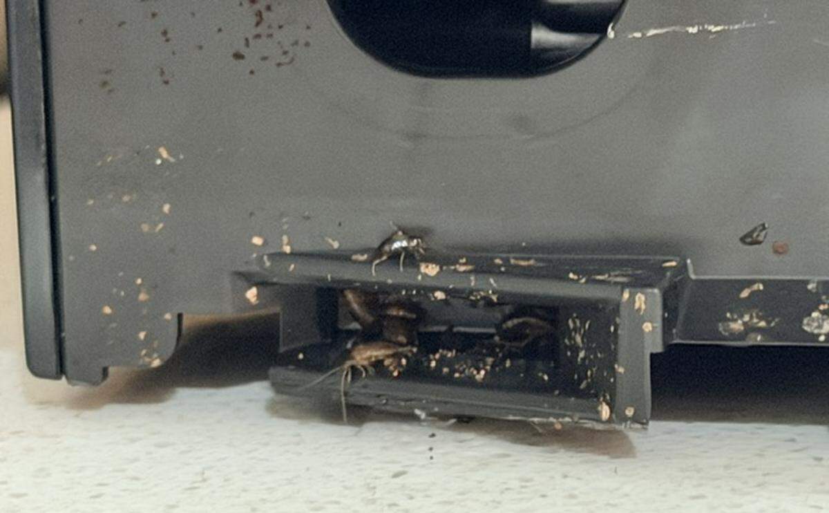 Arrive apartment complex resident Diana Suhovich has been living with a cockroach infestation at her Paso Robles home, shown here in a submitted photo. Suhovich alleges that Arrive’s management didn’t do enough to eliminate the infestation.