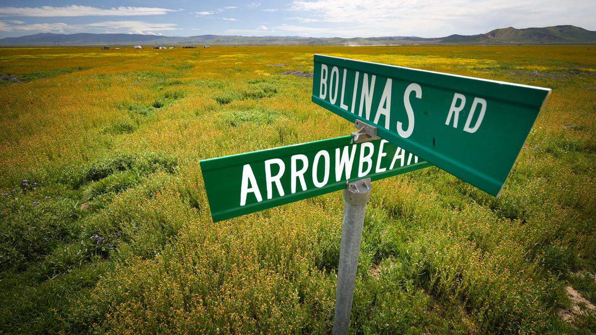 Even the paper roads like Bolinas Road of California Valley are covered with wildflowers.