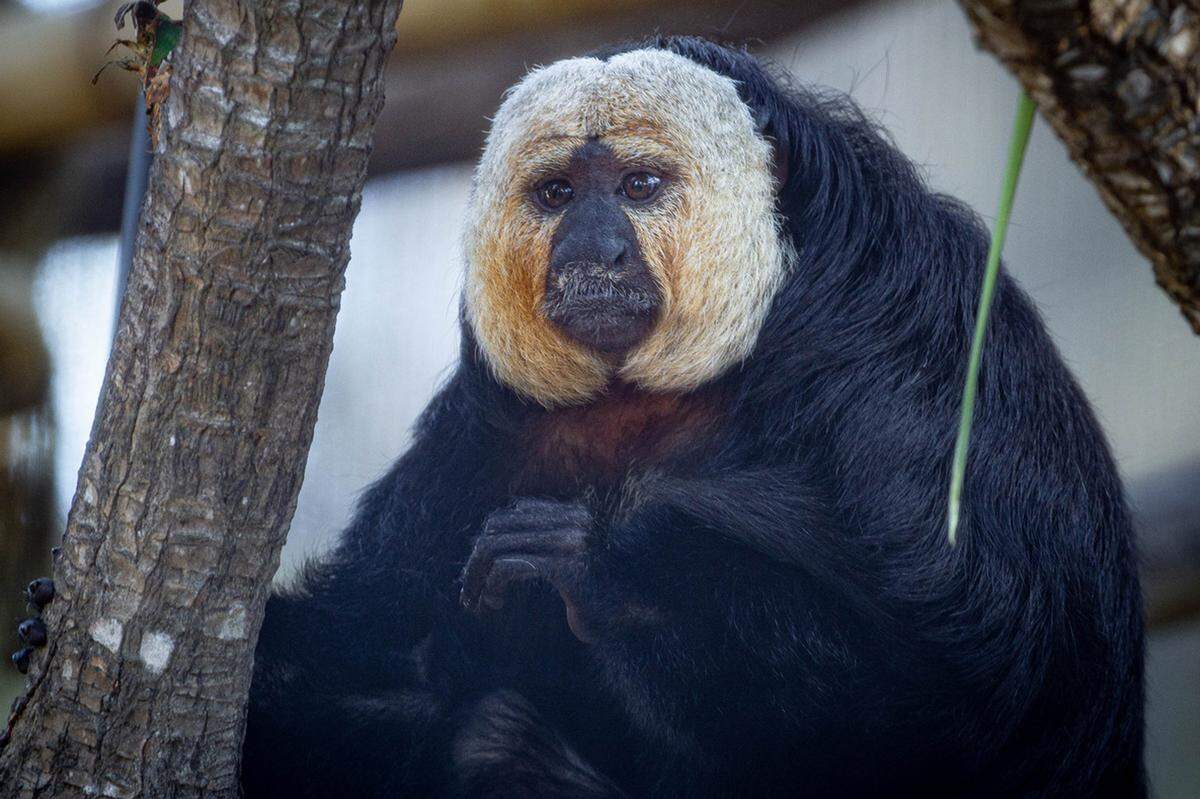Calabaza, a 3-year-old white-faced saki monkey, came to the Santa Barbara Zoo from Zoo Miami.