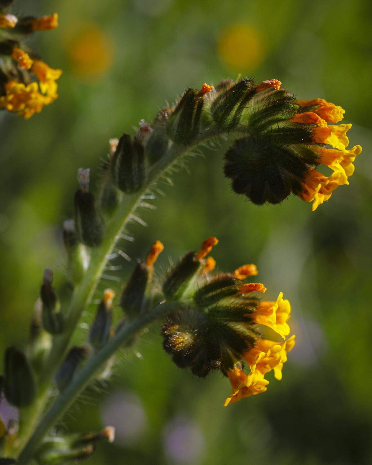 Wildflowers got an early but sporadic start in California Valley after a dry spell followed early winter rains.