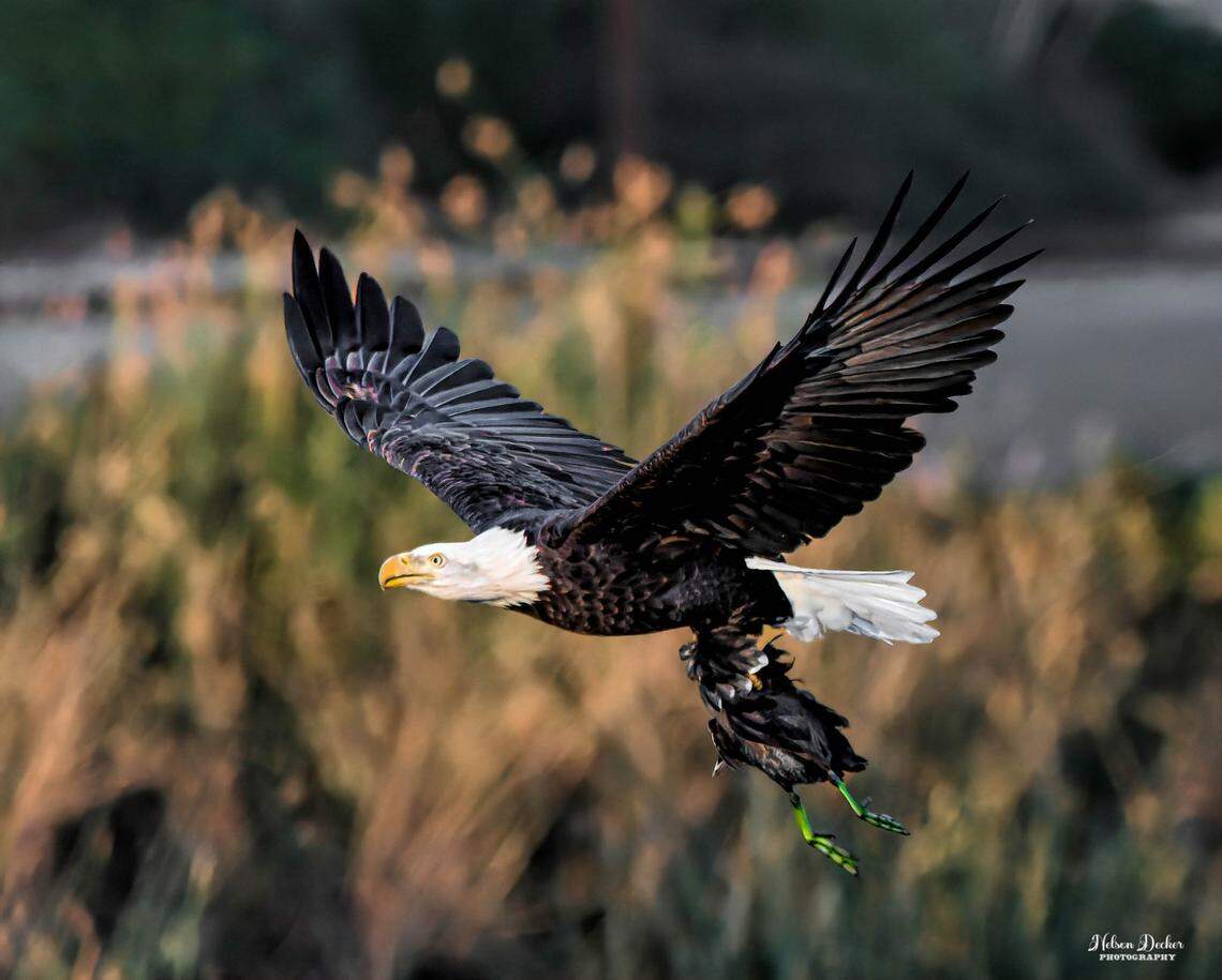 A bald eagle carries off a coot in its talons after hunting the smaller waterfowl at the Atascadero Lake.