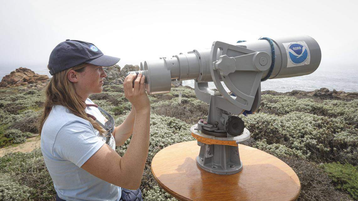 Anna Cahill uses large binoculars to confirm gray whale sightings during the annual census of the marine mammals passing by the Piedras Blancas Light Station during their migration, seen here on April 9, 2026.
