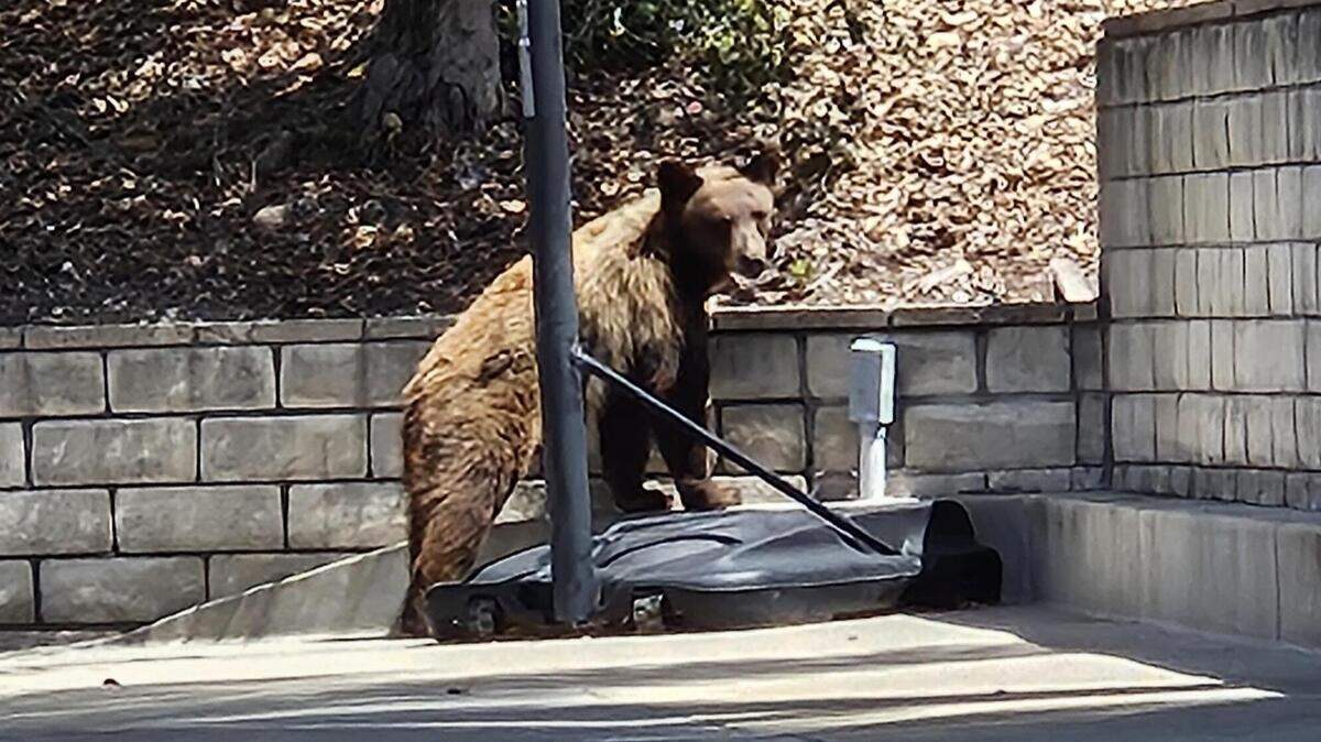 Arroyo Grande resident Virginia Roof took a photo of the young black bear as it retreated behind a basketball hoop.