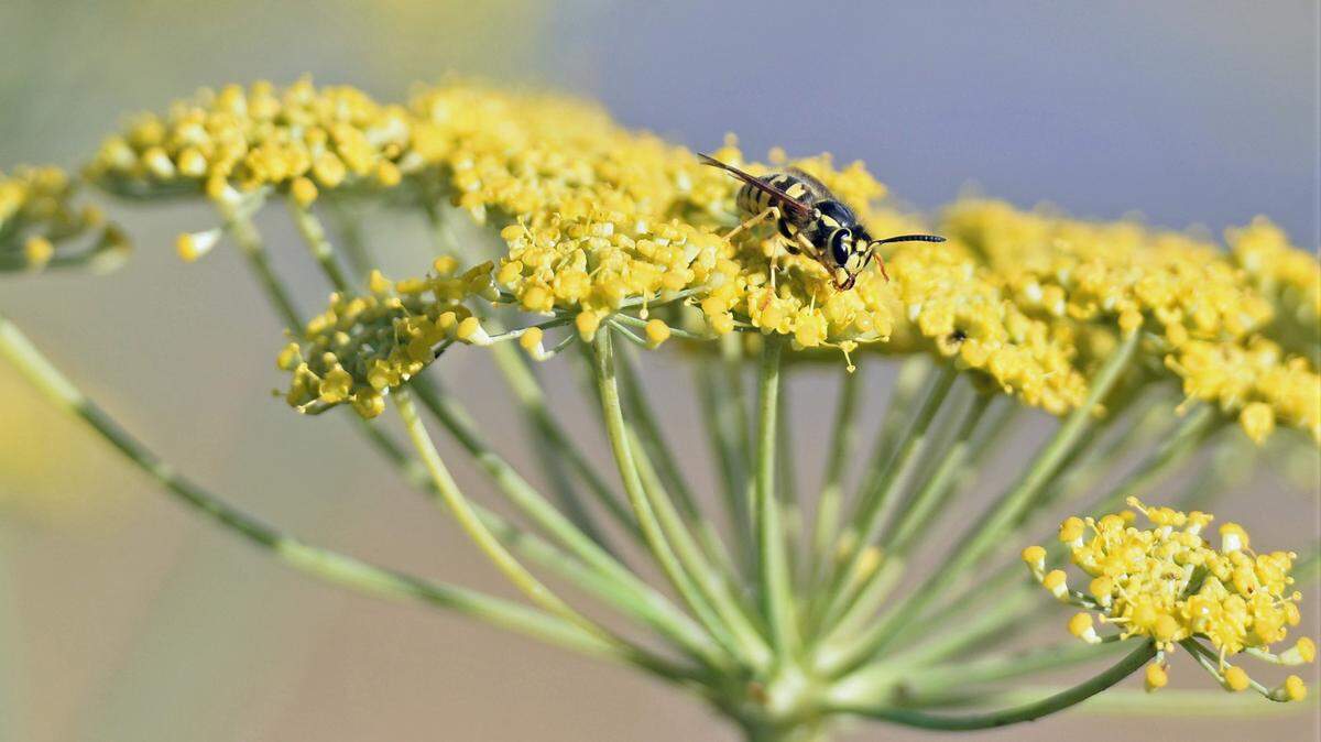 Wild fennel grows prolifically in areas with disturbed soil, like farms and vineyards. Yellow jackets, honeybees and ladybugs feed on the wild fennel flowers.