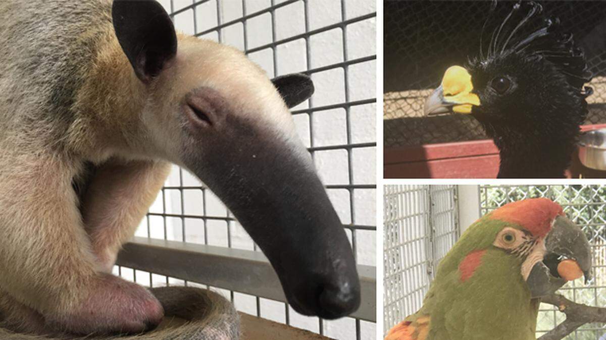 Say hello to the news species’ at the Charles Paddock Zoo! Clockwise from right: the southern tamandua, the great curassow and the red-fronted macaw.