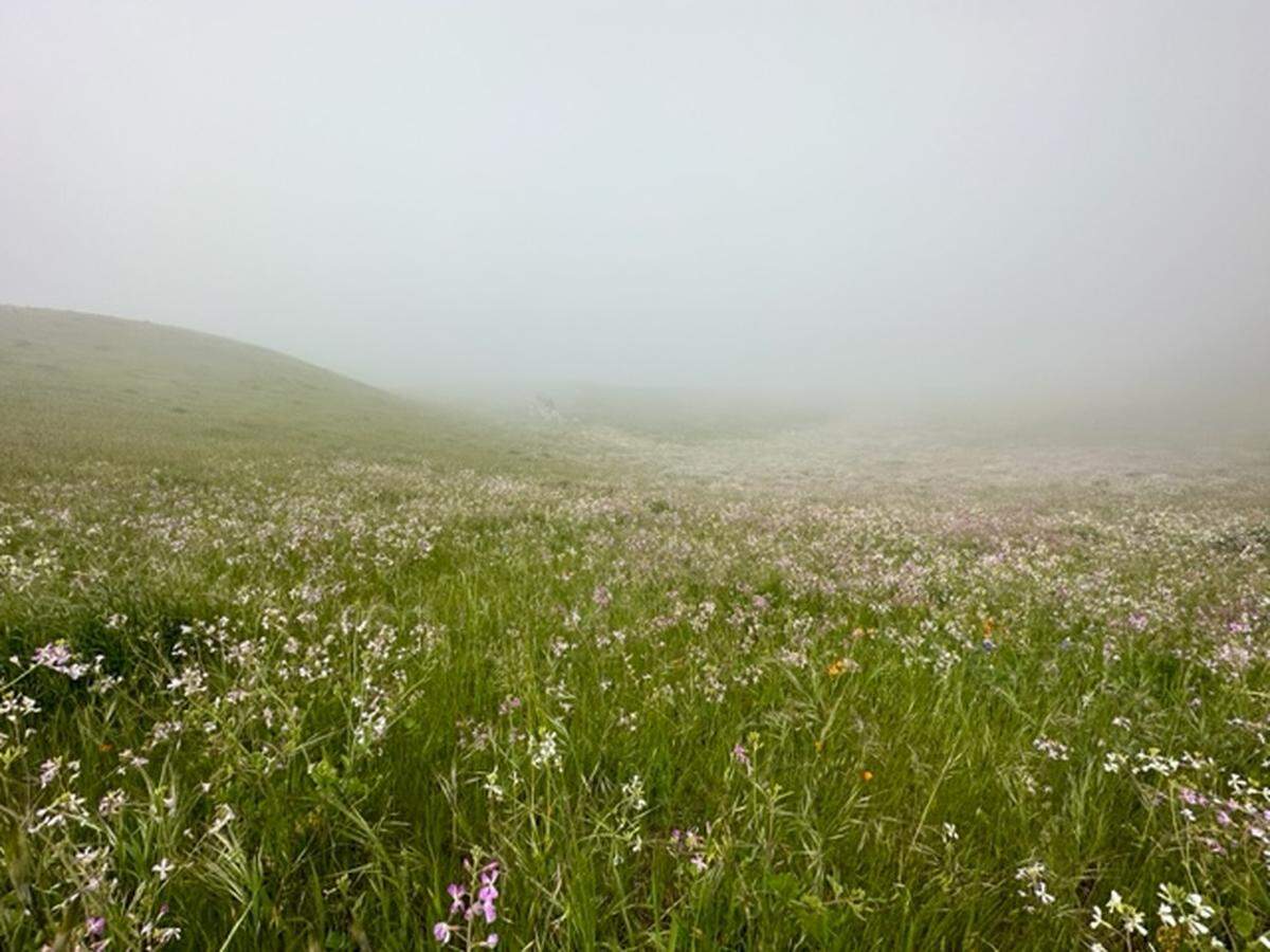 Dennis Houghton took this photo of wildflowers at the Point Buchon trail east of Montana de Oro State Park near Los Osos on Saturday, April 8, 2023.
