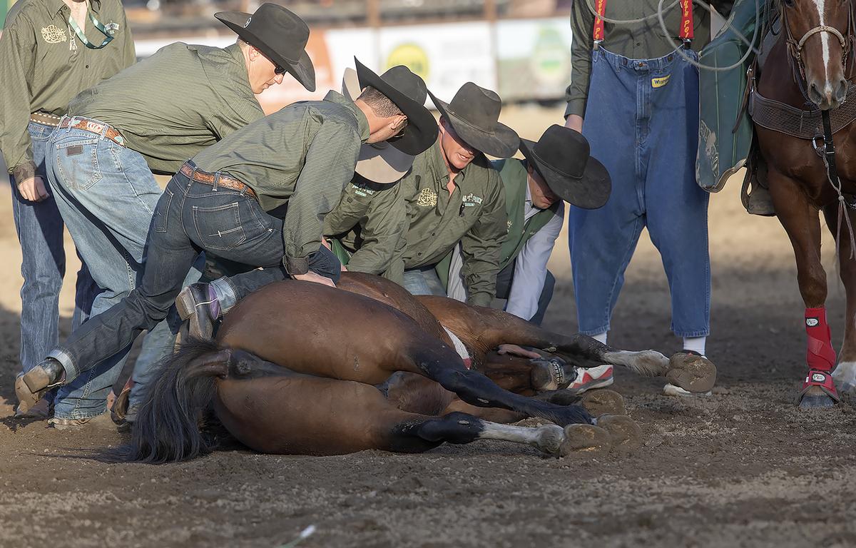 Poly Royal Rodeo participants and officials tend to a bucking horse that fell while exiting the chute on Saturday, April 15, 2023. The 81st annual Poly Royal Rodeo was held April 14 and 15 at the Cotton Rosser Rodeo Complex at Cal Poly’s San Luis Obispo campus.