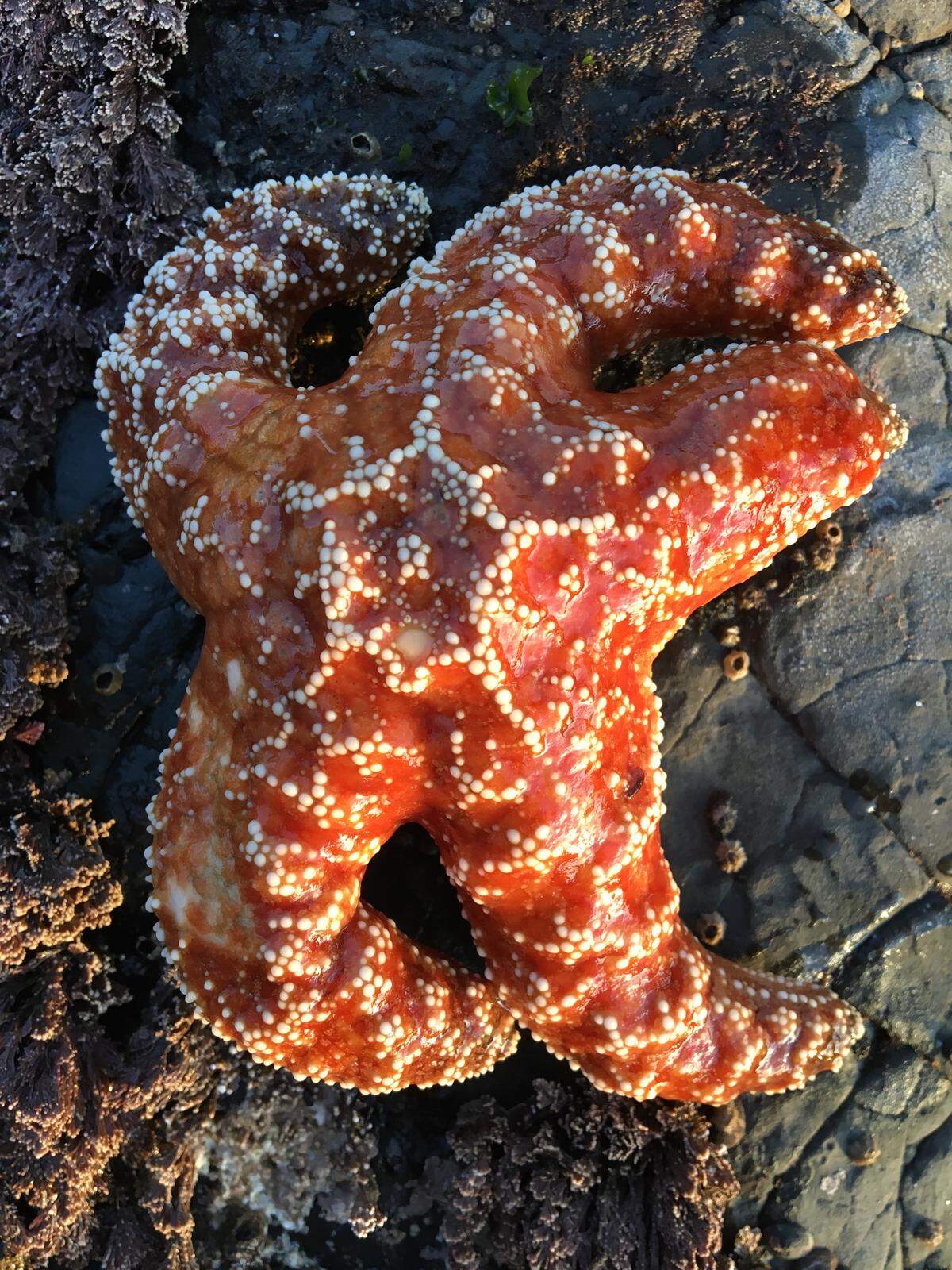 A healthy sea star along the Sonoma County coastline.