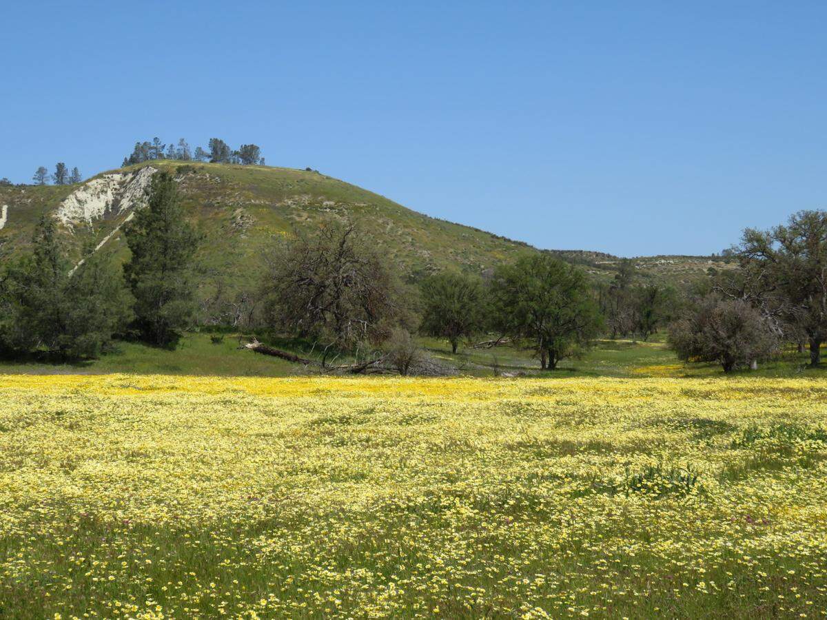 Denise Bowman took this photo of wildflowers at Shell Creek Road off Highway 58 near Santa Margarita on Saturday, April 15, 2023.