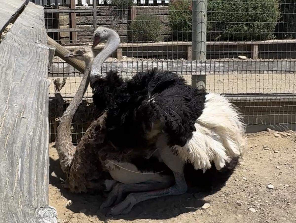 A male ostrich is mounted on top of a female ostrich during mating.
