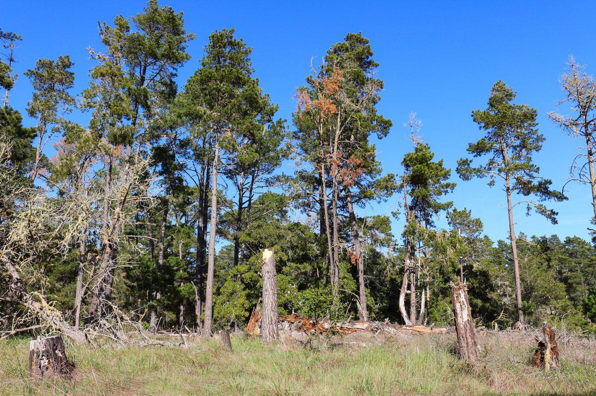 Dead and dying Monterey pine trees are interspersed with live ones on this property off Cambria Pines Road.