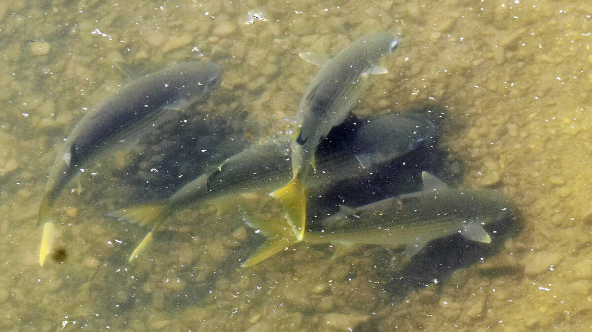 Striped Mullet seen from the bridge that crosses the estuary of San Luis Obispo Creek by the Avila Beach Golf Resort.