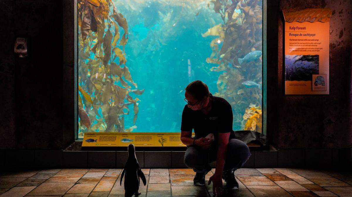 A penguin named Rey looks out at the Kelp Forest exhibit next to senior aviculturist Kim Fukuda at the closed-down Monterey Bay Aquarium.