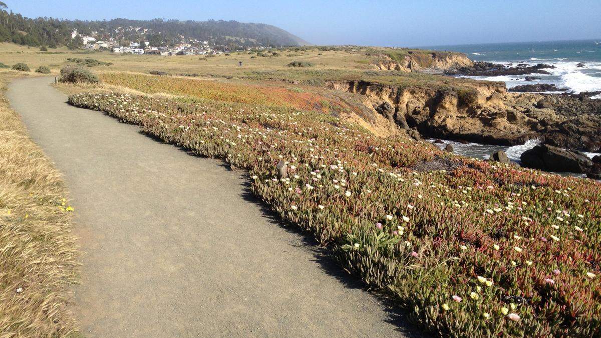 View south along the bluff at Cambria's Fiscalini Ranch Preserve.