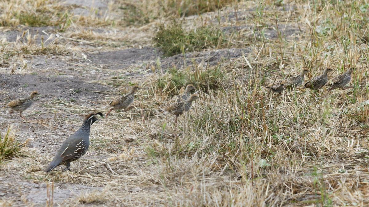 A family of quail runs across a ranch road on the 900-acre Pismo Preserve.
