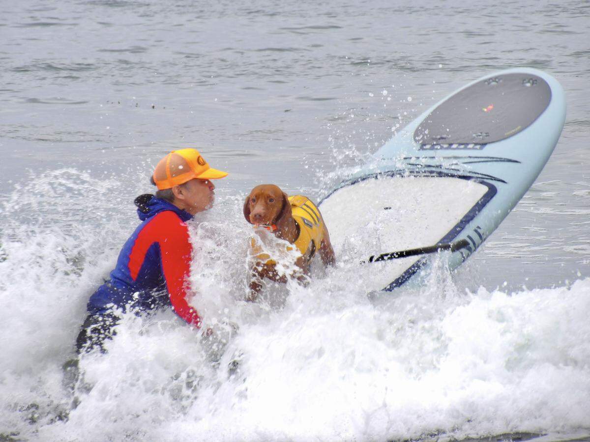 The World Dog Surfing Championships Exhibition Tour took over Pismo Beach on May 2, 2026. Jager prepares to make a splash during the stand-up paddleboarding round of the competition.