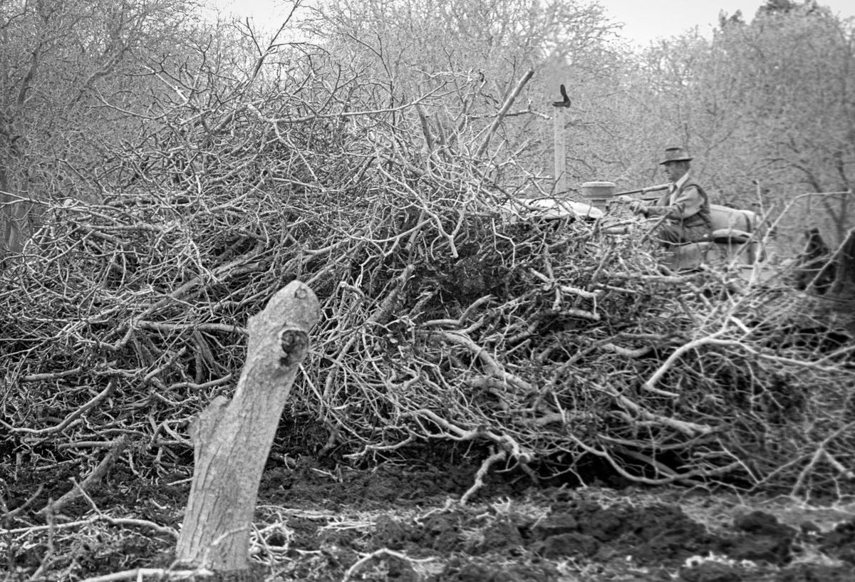 Franz Ruedi navigates a bulldozer through a pile of limbs. An Arroyo Grande walnut orchard was being demolished March 23, 1978.