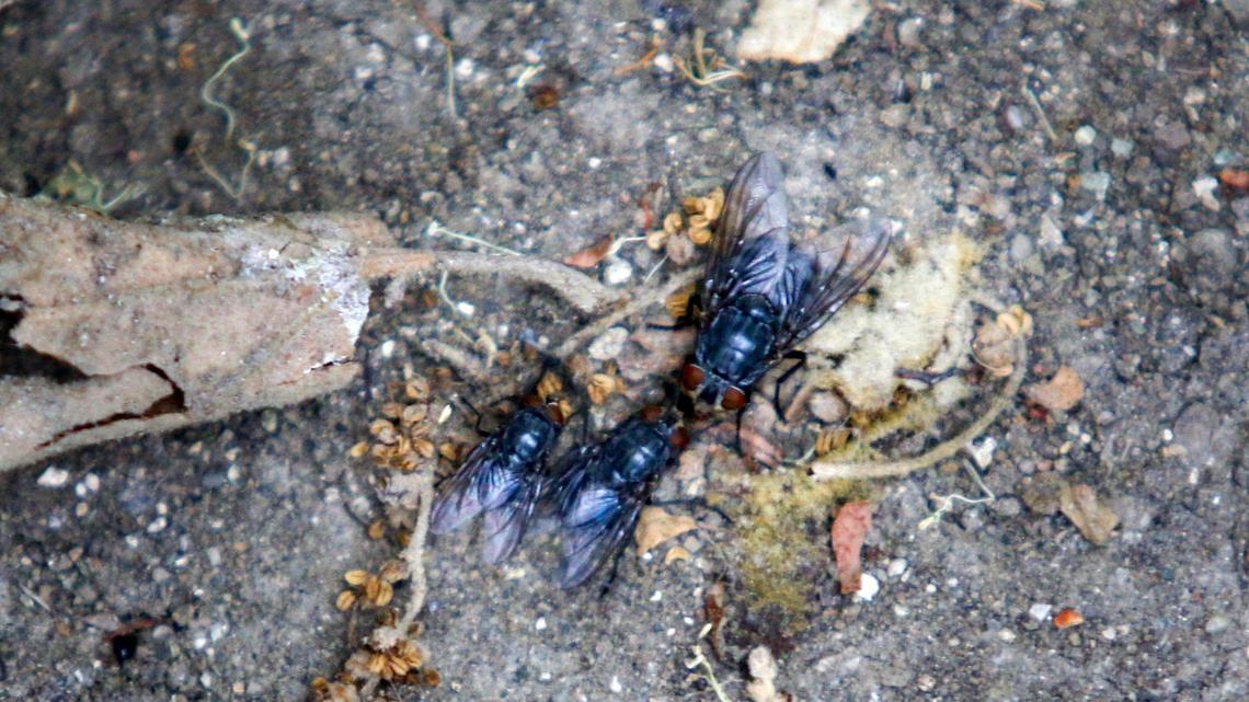 Flies in downtown SLO: Appalling, or just part of life?
