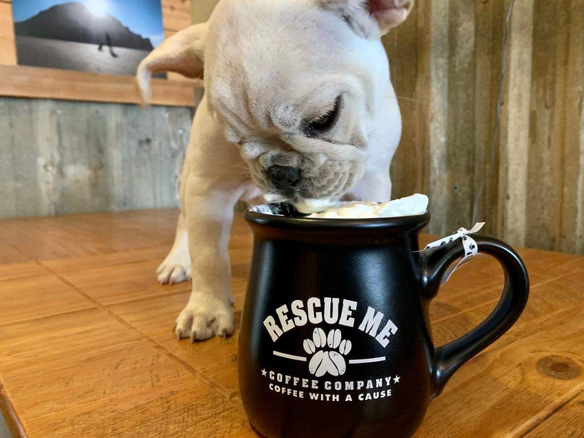 Morro Bay’s Top Dog Coffee Bar makes Yelp’s 2022 ’25 dog park bars to visit’.
