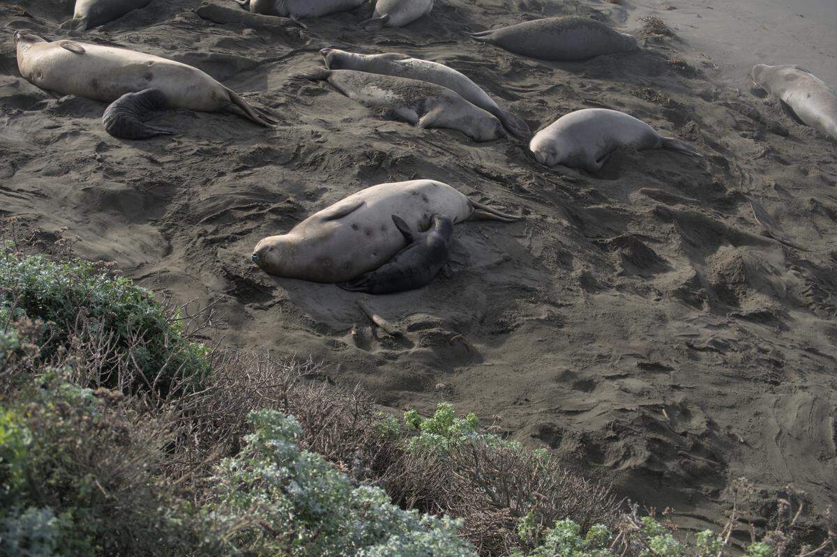 This elephant seal pup is getting fat nursing on his mother. Her belly is pockmarked with cookie cutter shark scars.