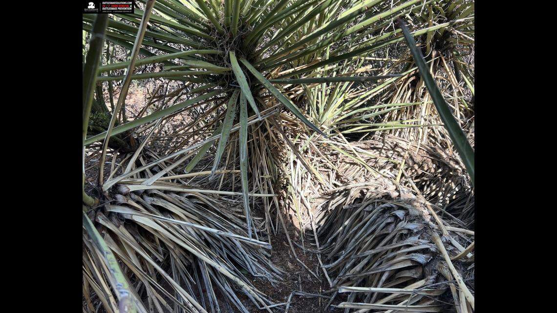 Can you find the western diamondback rattlesnake sitting in this photo taken in a Scottsdale, Arizona, yard?