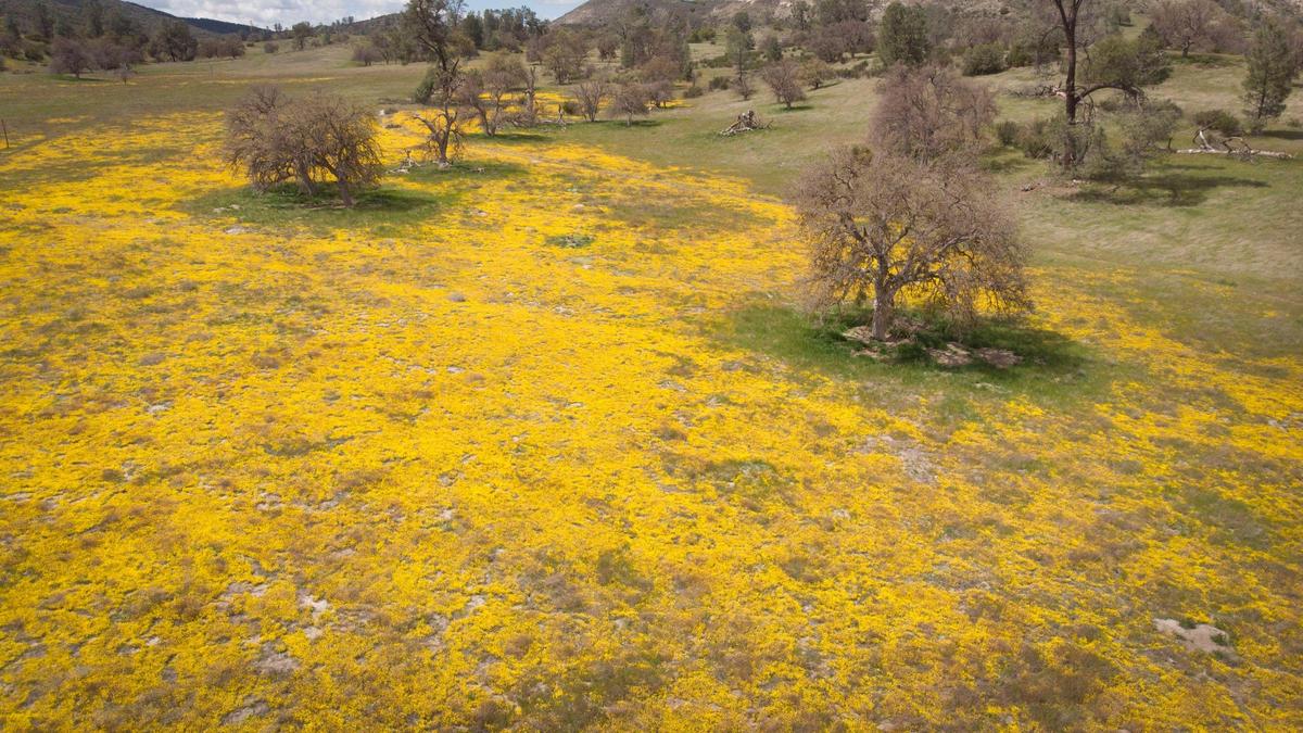 Wildflower season is scattered and patchy this spring, as seen in this drone view over oak trees on April 2, 2025. Shell Creek Road blooms are mostly yellow, unlike other multi-color displays of previous years.