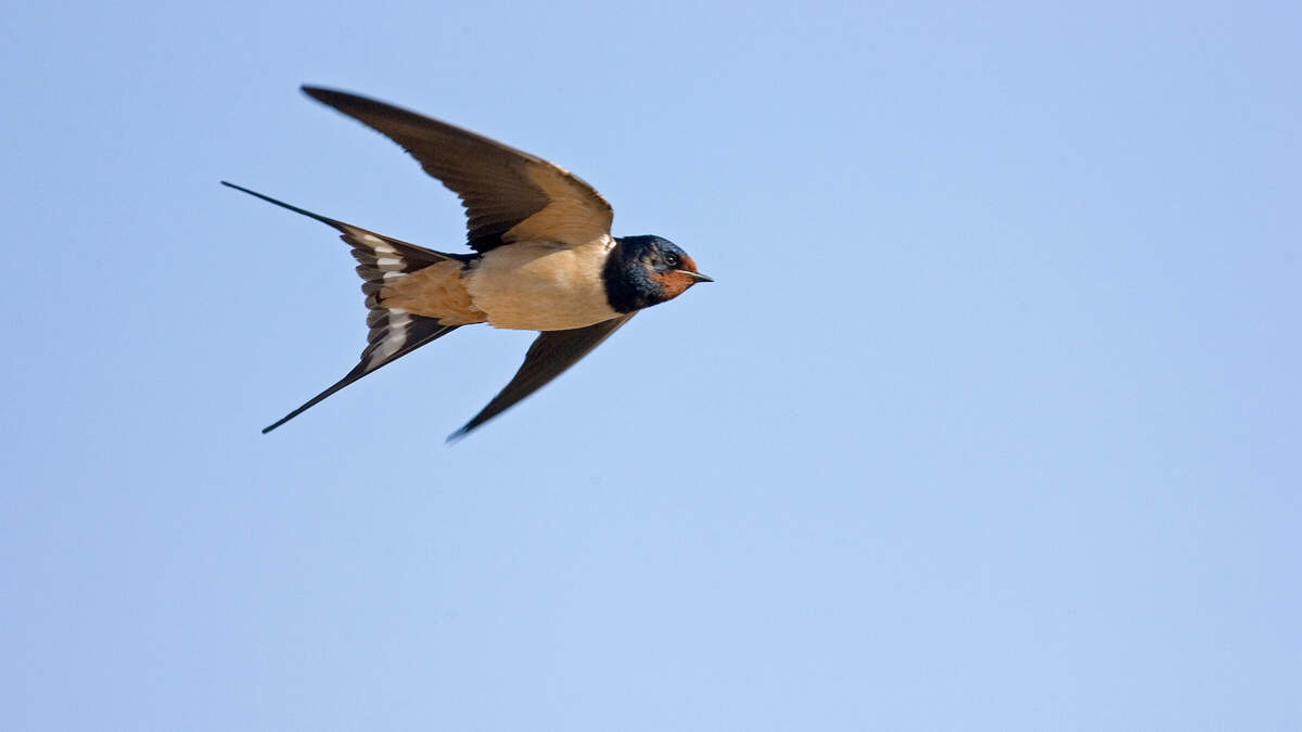 Adult Barn Swallow in Flight, Castilla y Leon, Spain