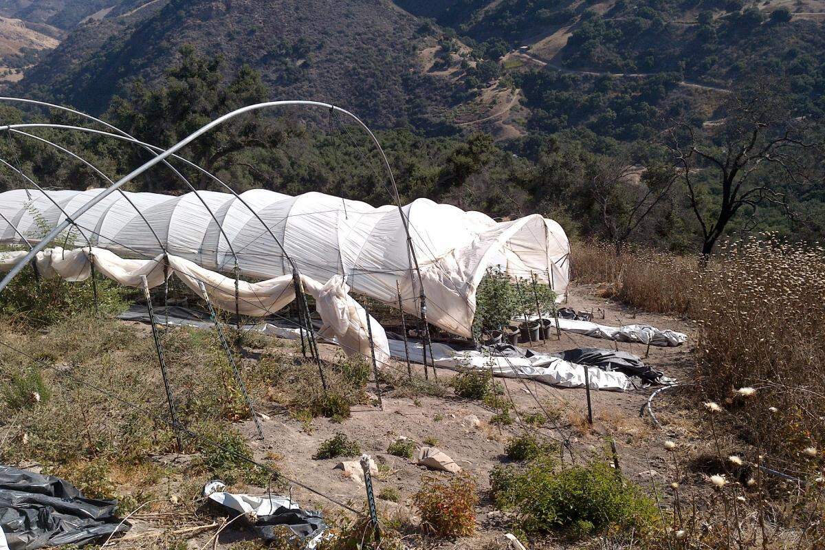 There were no erosion controls for the bare ground exposed by abandoned hoop houses at one of Helios Dayspring’s properties in Tepusquet Canyon, pictured in 2019. All cannabis cultivation in the canyon was banned in 2020.