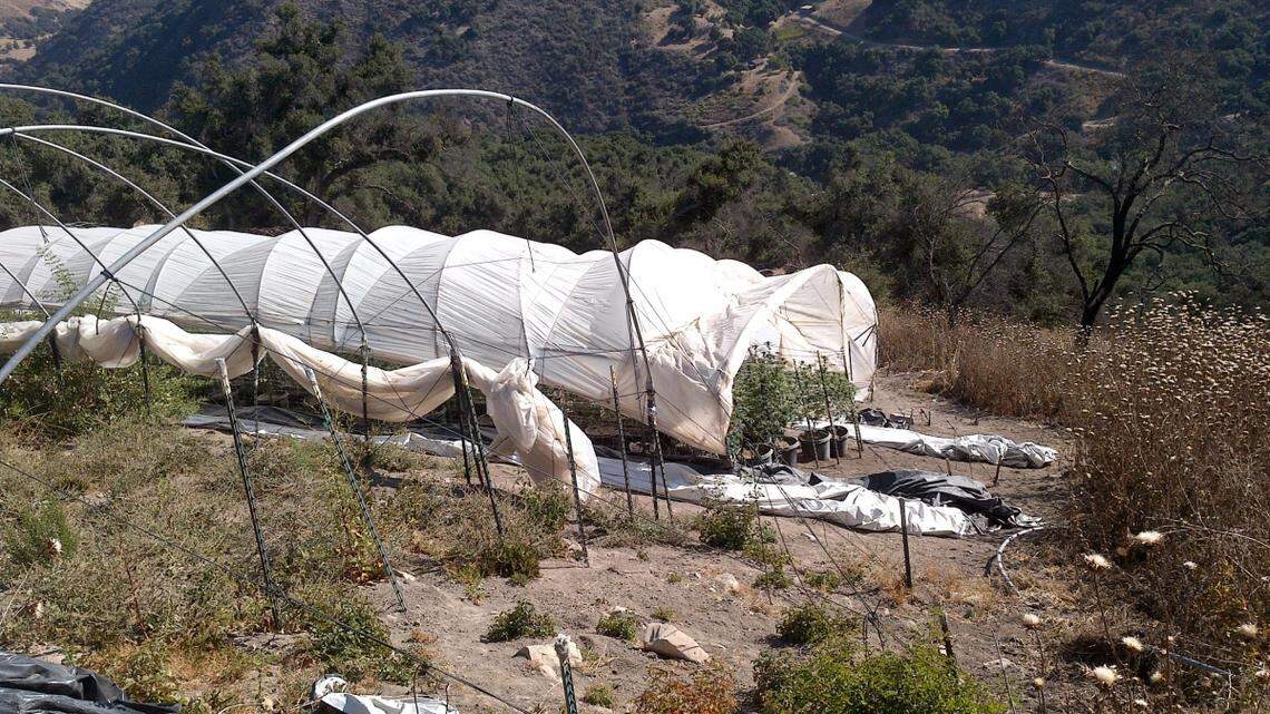 SLO County cannabis grower charged with bribing supervisor could lose 6 state licenses