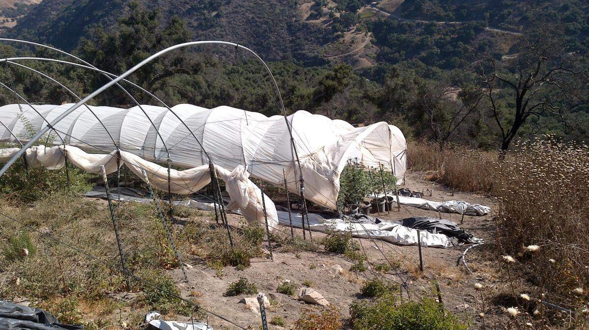 There were no erosion controls for the bare ground exposed by abandoned hoop houses at one of Helios Dayspring’s properties in Tepusquet Canyon, pictured in 2019. All cannabis cultivation in the canyon was banned in 2020.