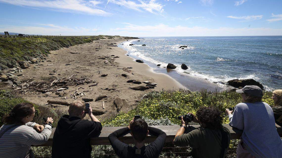 Tourists stop to watch northern elephant seals near the Piedras Blancas Lighthouse on March 3, 2026. Adult females are leaving behind weaned pups who will learn to swim in the near-shore waters. Molting season, when the seals shed old fur and skin, will begin at the end of the month.