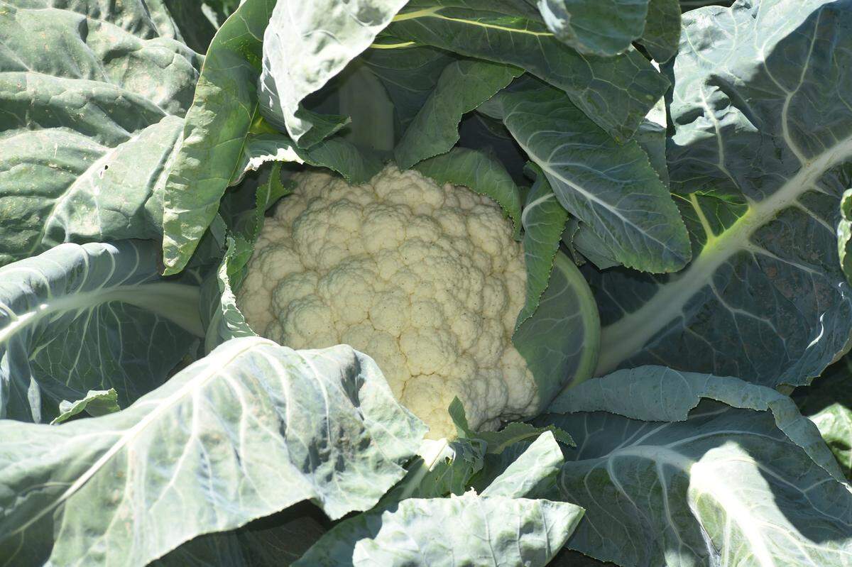 Cauliflower contributed $109.3 million to Santa Barbara County’s agricultural revenue in 2020.