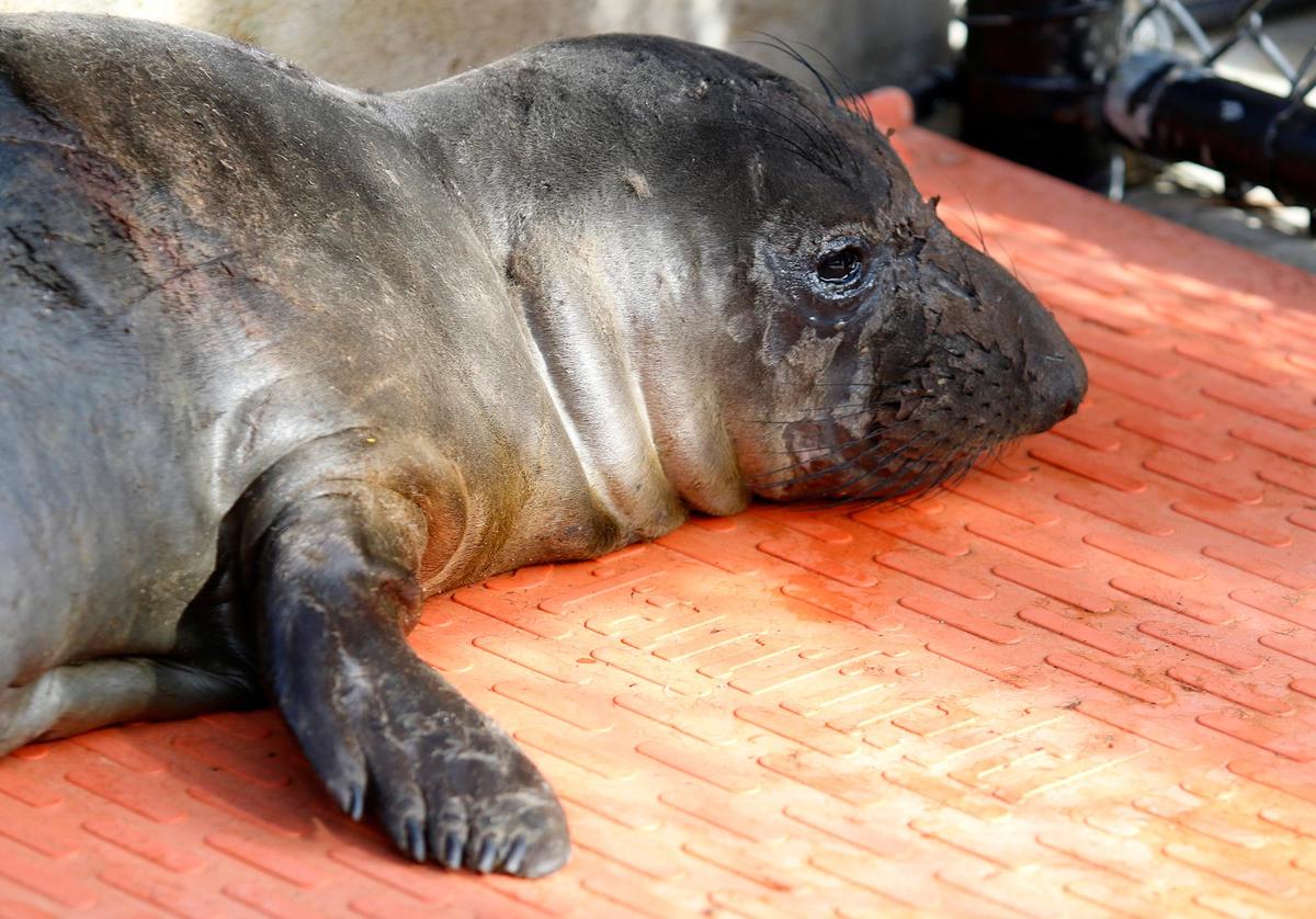 The seal pup named “Pogo” has seen better days. He’s severely underweight. Central Coast sea lions fought a surge of domoic acid poisoning last summer. From August to September, the Marine Mammal Center in Morro Bay responded to 200 sea lions with domoic acid poisoning.