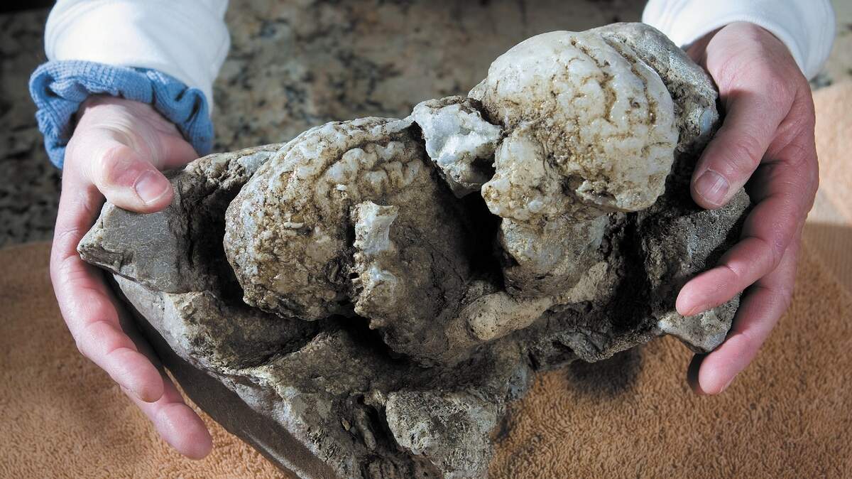Pepper O’Shaughnessy found this fossilized whale brain in the bank of a creek running through her family’s property in southern San Luis Obispo County.