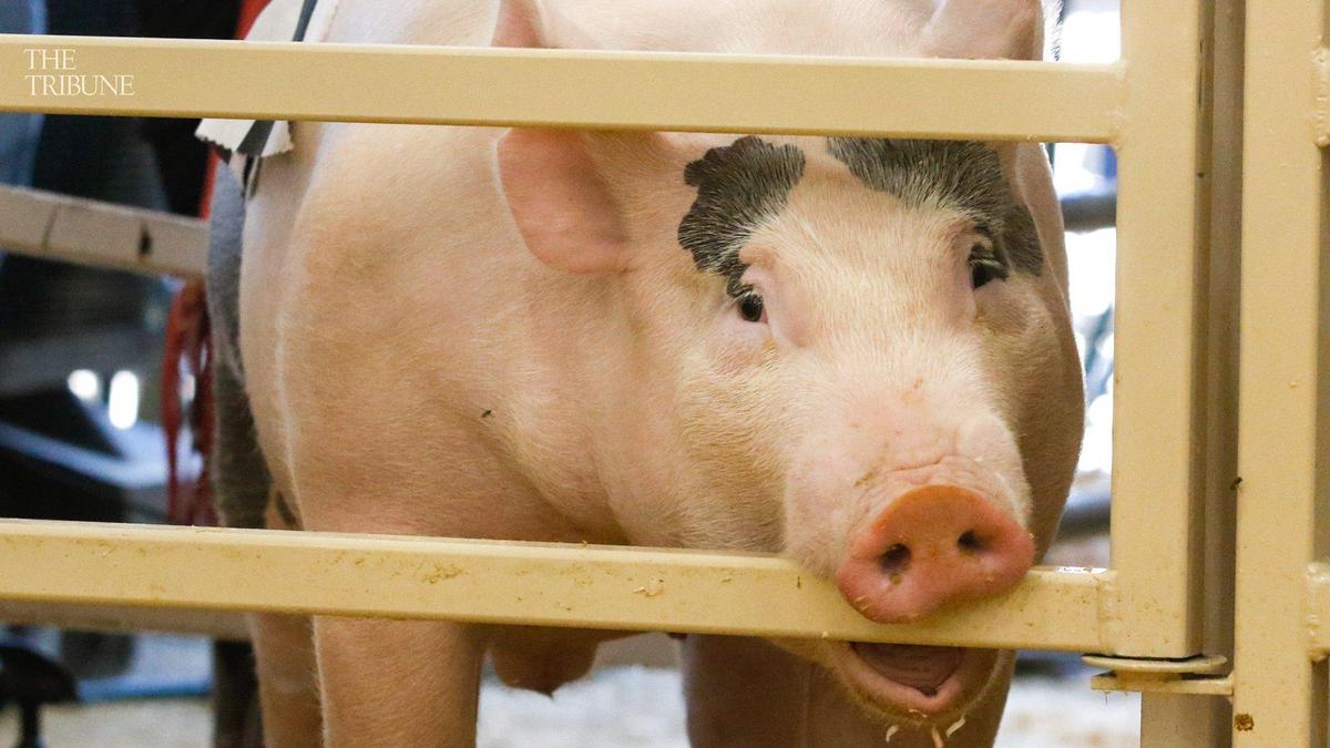 Rowdy samples the rails of the gate at the auction ring. Championship livestock auction at the California Mid-State Fair in 2017.