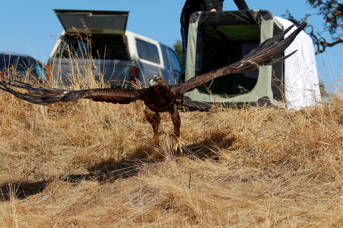 Kelly Vandenheuvel, a wildlife rehabilitator and educator for Pacific Wildlife Care, rehabilitated and released a golden eagle to the wild at Santa Margarita Ranch on Thursday, Aug. 29, 2024.