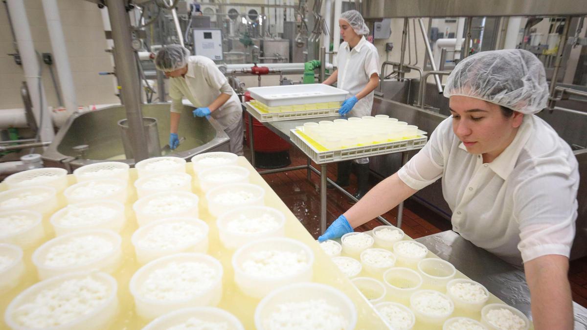 From the left: Marissa Johnston, Darby Kroes and Fatima Saucedo put cheese curd for Triple Peak Brie into molds. Cal Poly Creamery is selling gift boxes cheeses seen here on Nov. 7, 2024.