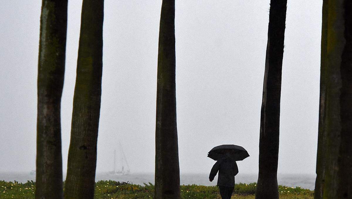 A man uses an umbrella against the Monday morning rain along the Santa Barbara Waterfront. An overnight storm dropped 2 inches of rain on some South Coast regions as of Monday morning, with the likelihood of more wet weather throughout the day.