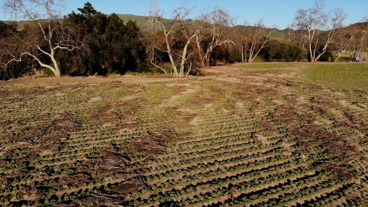 Tar Spring Creek jumped its banks and flooded fields farmed by Talley Farms during the storms in early January 2023. Damage to the Napa cabbage in this field can be seen on Jan. 26, including erosion and dead branches carried onto the crops.